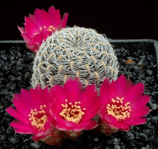 Sulcorebutia_augustinii